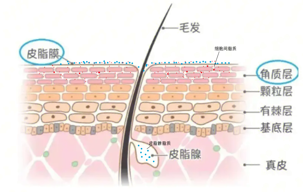 功效評(píng)價(jià),新指標(biāo),皮膚表面,脂質(zhì)分析