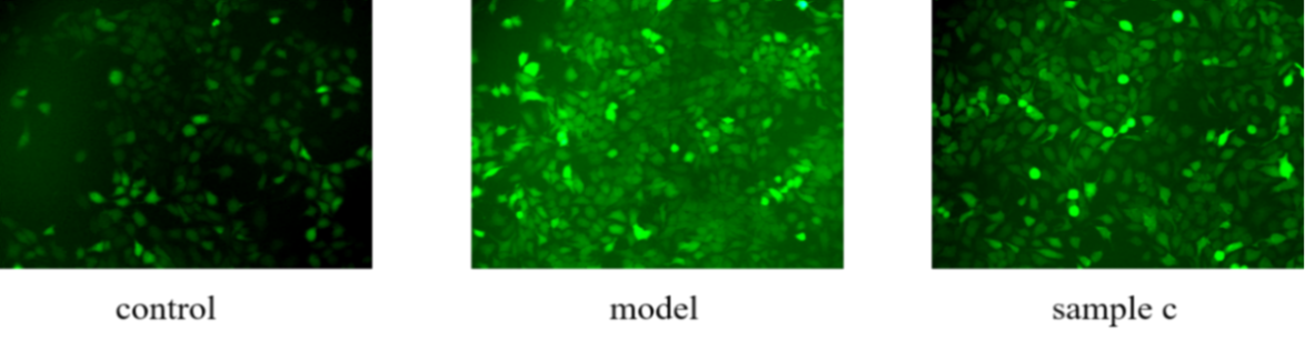體外細(xì)胞培養(yǎng),模型,化妝品抗衰,功效評價